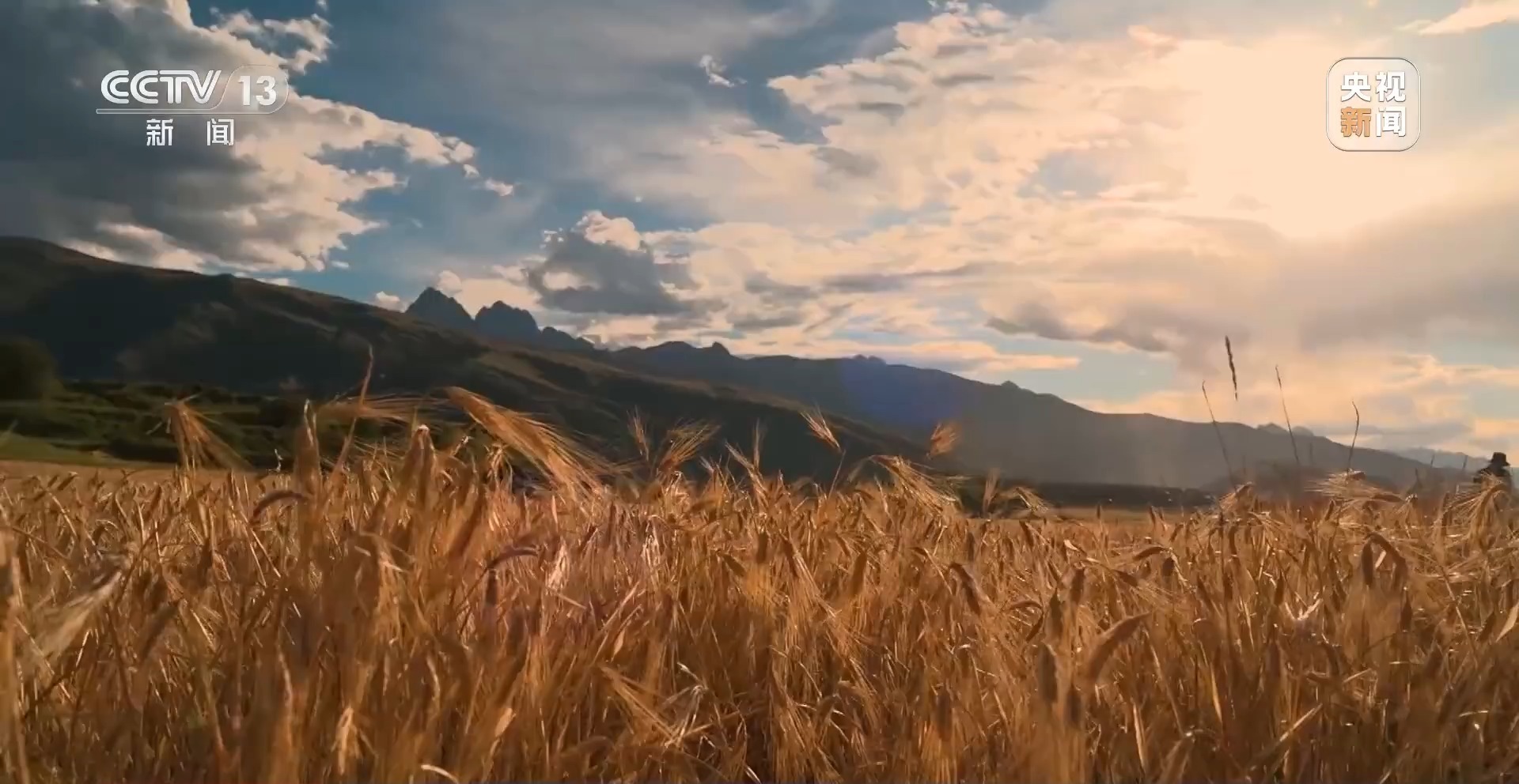 新聞周刊 | 青稞熟，畫(huà)卷展 見(jiàn)證豐收喜悅，賦能飼料生產(chǎn)新篇