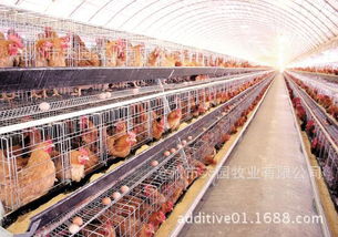 蠅蛆凈 高效寄生蟲(chóng)防治與飼料添加劑的多元化應(yīng)用